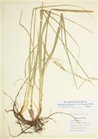 藏品(羊茅屬)的圖片